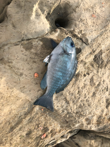 メジナの釣果