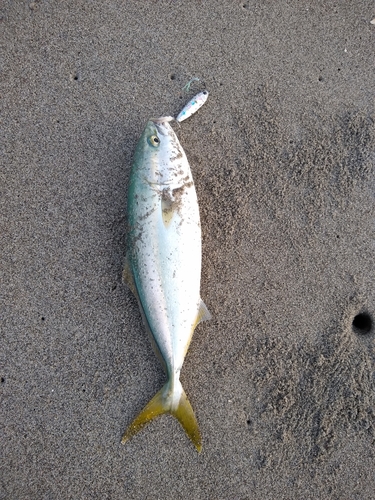 ワカシの釣果