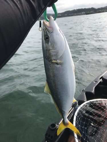 イナダの釣果