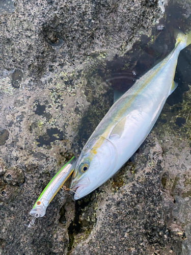 イナダの釣果