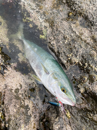 イナダの釣果