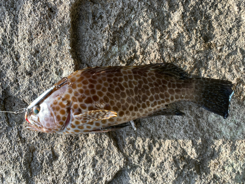 オオモンハタの釣果