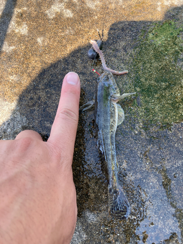 マハゼの釣果