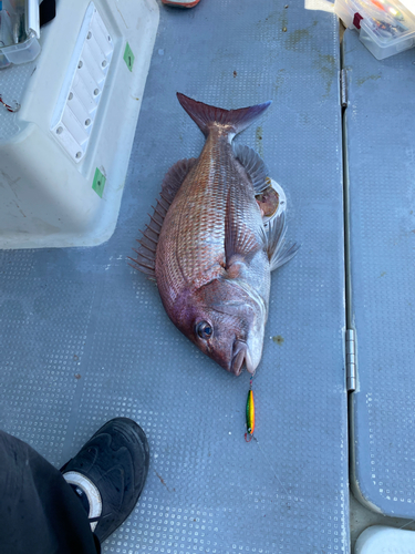 マダイの釣果