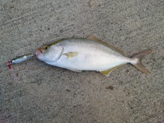 ショゴの釣果