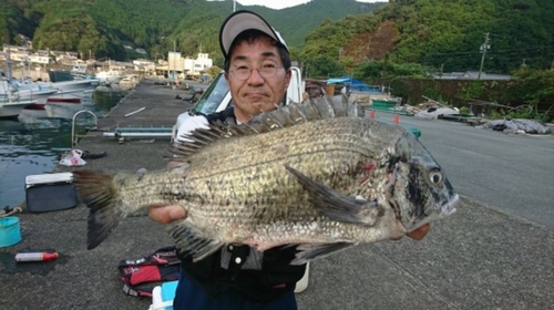 クロダイの釣果