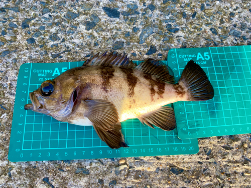 メバルの釣果