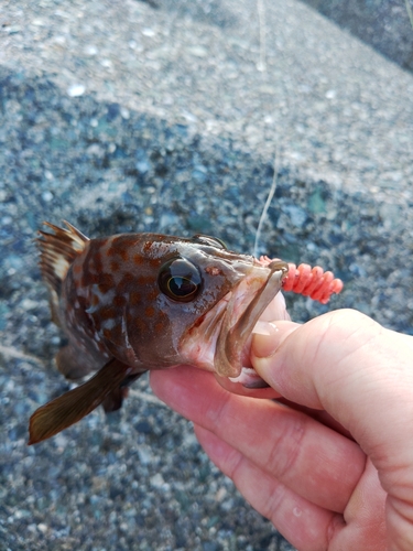 アコウの釣果