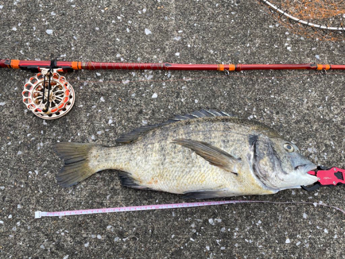 クロダイの釣果