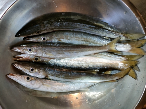 カマスの釣果