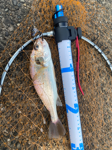 イシモチの釣果