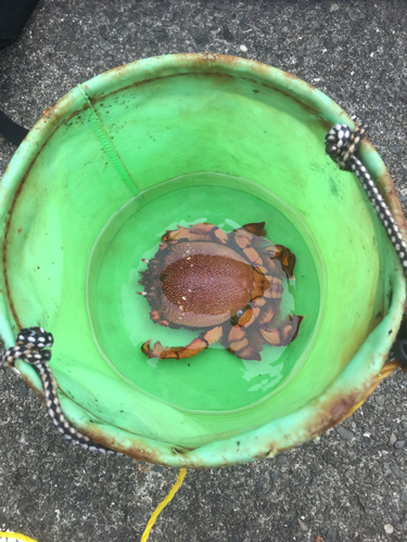 カニの釣果