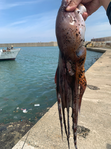 タコの釣果