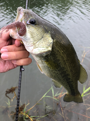 ラージマウスバスの釣果