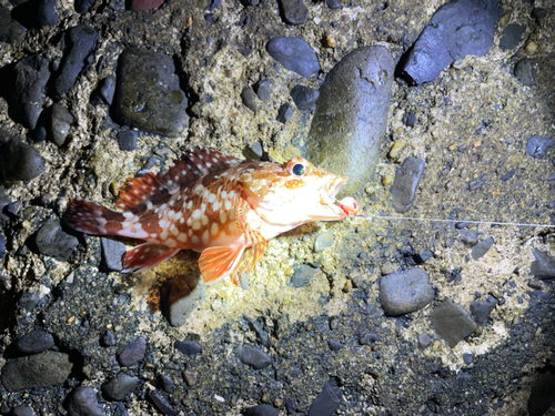 カサゴの釣果