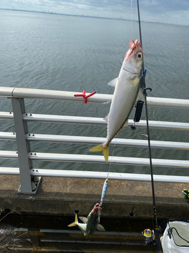 サバの釣果