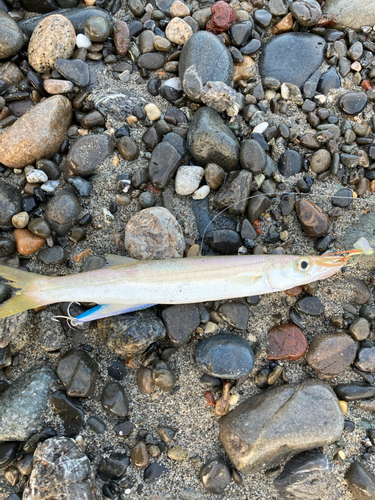 カマスの釣果