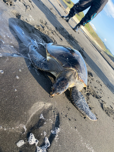 釣果