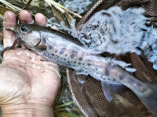 ヤマメの釣果