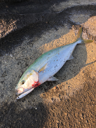 イナダの釣果