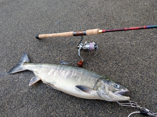 アキアジの釣果