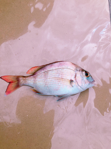 チャリコの釣果