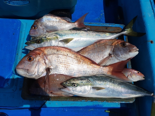 タイの釣果