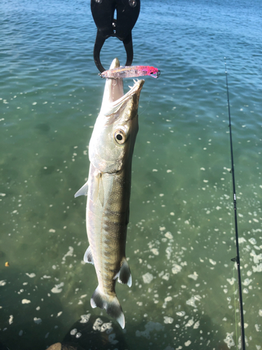 オニカマスの釣果