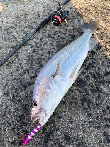 オオニベの釣果