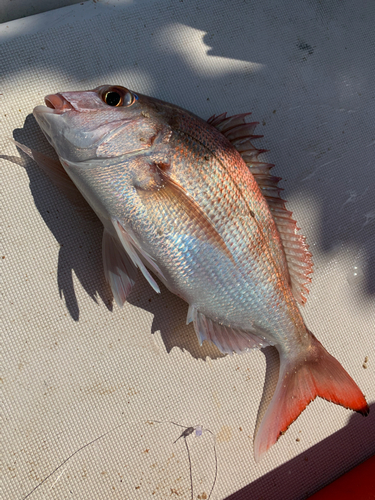 マダイの釣果