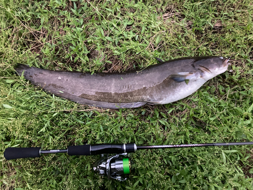 ナマズの釣果