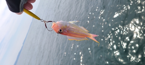 イトヨリダイの釣果