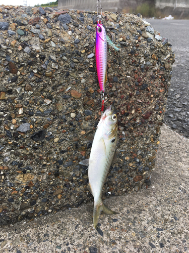 サバの釣果