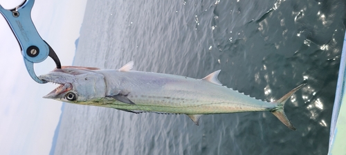 サゴシの釣果