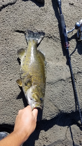 スモールマウスバスの釣果