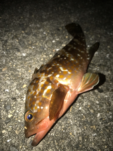 アコウの釣果