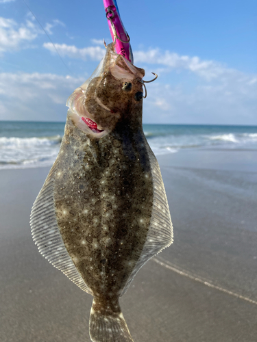 ソゲの釣果