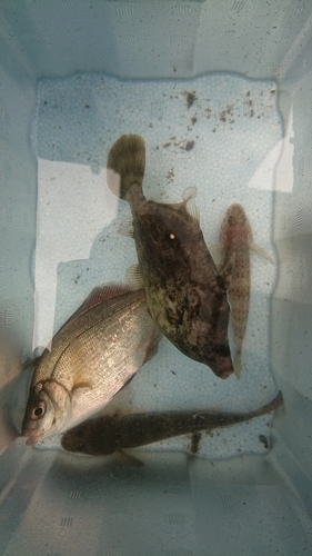 マハゼの釣果