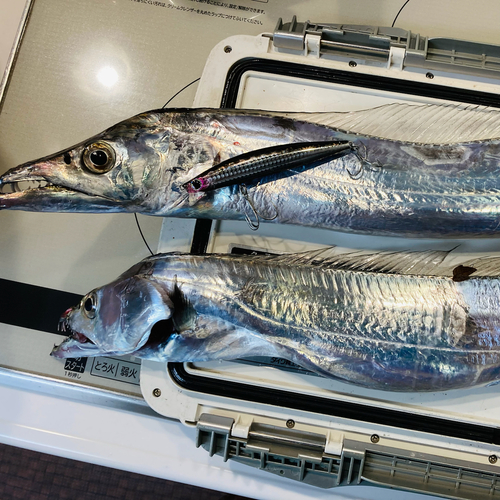 タチウオの釣果