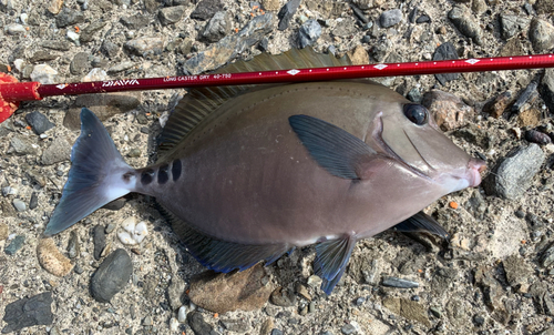 サンノジの釣果