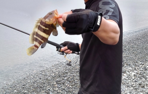 マハタの釣果