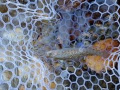 イワナの釣果