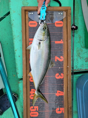 イナダの釣果