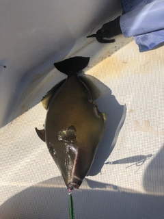 メガネハギの釣果