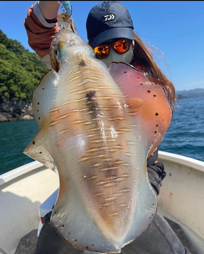 アオリイカの釣果