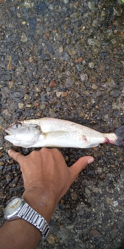 イシモチの釣果