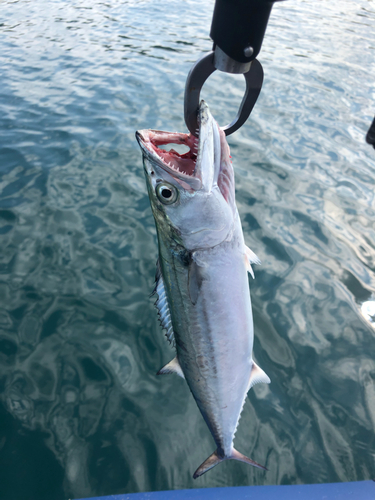 サゴシの釣果