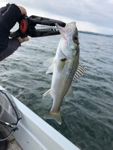 セイゴ（マルスズキ）の釣果