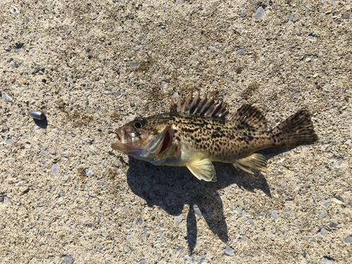 クロソイの釣果