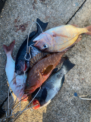 アコウの釣果